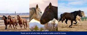 Philanthropy Planned Giving Colorado Horse Rescue