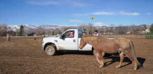 Volunteers feeding horses at Colorado Horse Rescue