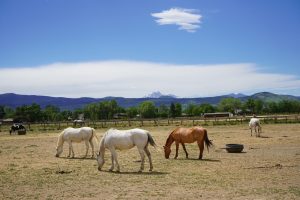 Horses in pasture