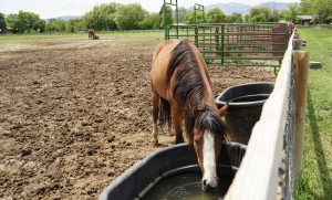 horse drinking water