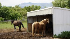 Horse in shade