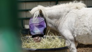 Fly mask