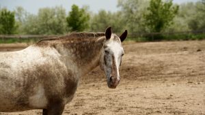 Horse sunburn