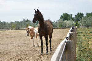 Horses in pasture